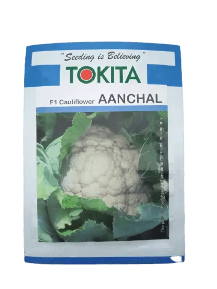 Aanchal F1 Cauliflower Seeds – Tokita Variety 1