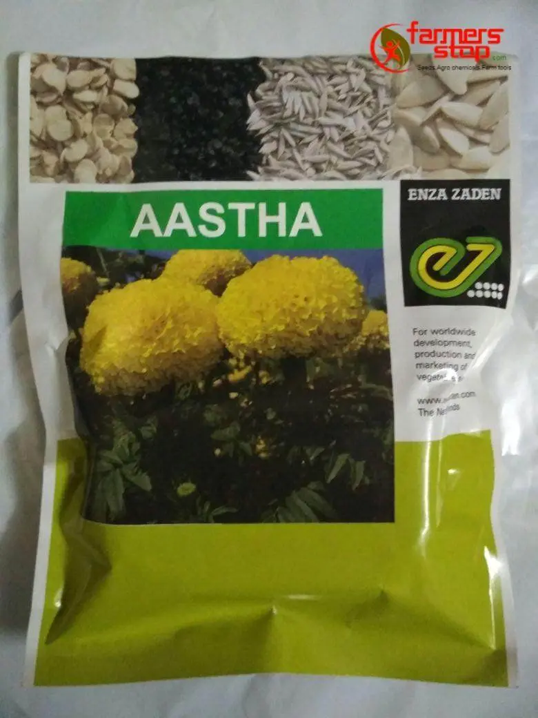 Aastha F1 Marigold – Vibrant, Early-Flowering Ornamental Hybrid (Enza Zaden) 1