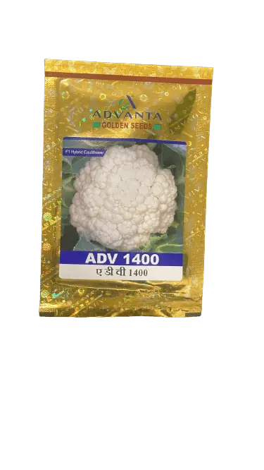Adv 1400 F1 Cauliflower Seeds – Uniform Curd & Early Maturity (Advanta | Golden Seeds) 1