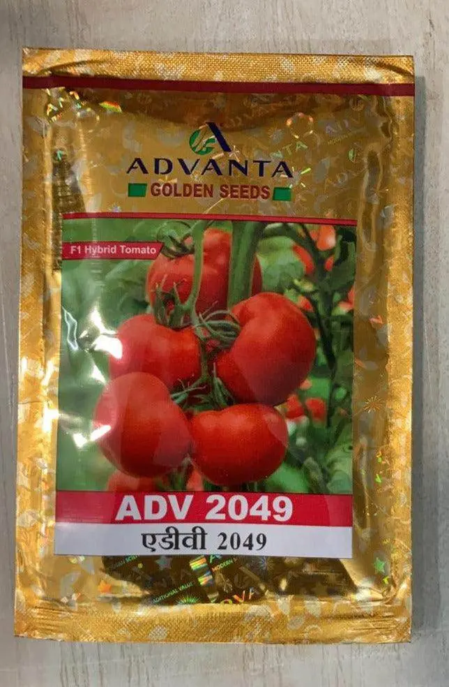 Adv 2049 F1 Tomato – Golden Yellow, Crisp-Fleshed Hybrid – Golden Seeds & Advanta 1
