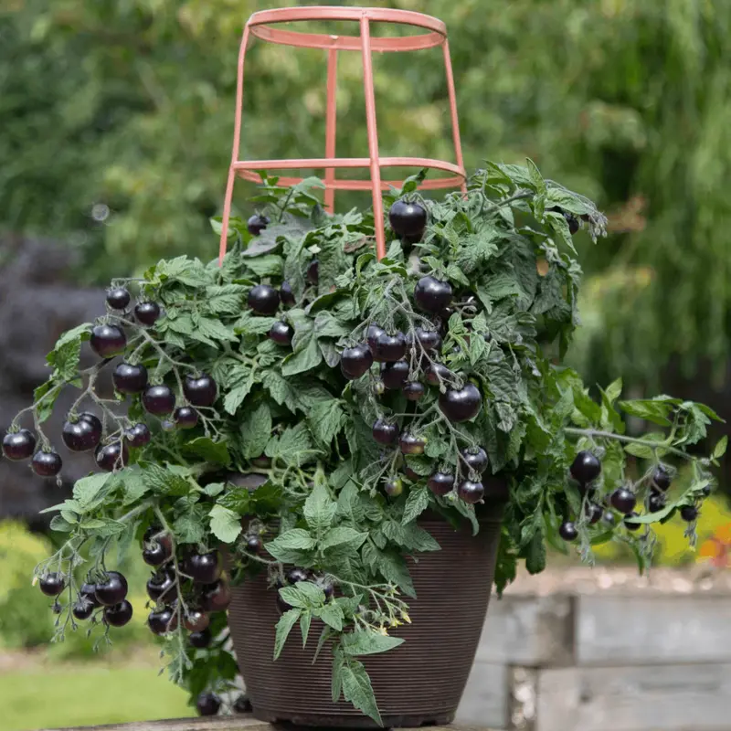 Akoya Tomato Seeds – Black-And-Orange F1 Determinate 1