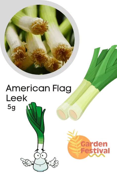 American Flag Leek Seeds – High-Yield Imported Variety For Robust Stalks And Flavor 1