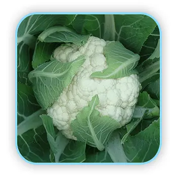 Anandi Hybrid Cauliflower Seeds – Sungro Seeds 1