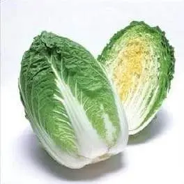 Apollo F1 Chinese Cabbage Seeds – Takii – Upright Type, Crisp Texture 1