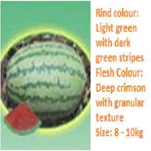 Apporva Watermelon F1 Hybrid Seeds By Seminis 1