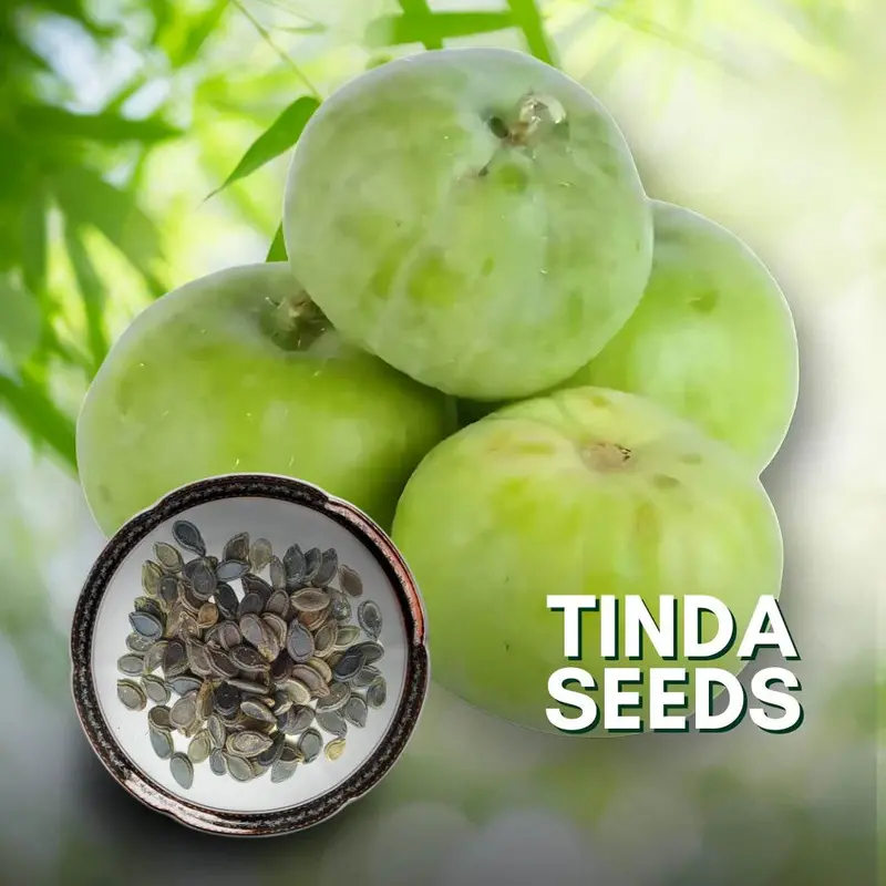 Arizona Agrigenetics Tinda Green Ball – Smooth-Skinned Round Gourd Seeds 1