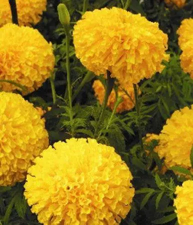 Arrow Gold F1 Marigold Seeds (East West) 1