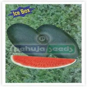 Arun-0035 Ice Box Watermelon F1 Hybrid Seeds By Pahuja 1
