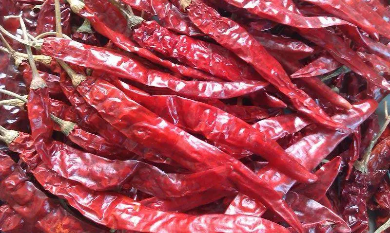 Arunim Hot Pepper Seeds – Seminis Brand 1