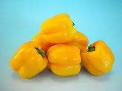 Arya Yellow Sweet Pepper Seeds – Known You F1 Hybrid 1
