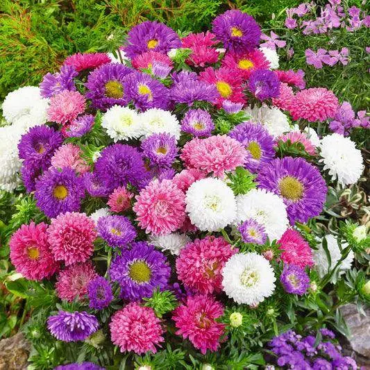 Aster Formula Mix – Dwarf, Early-Flowering Callistephus Seeds 1