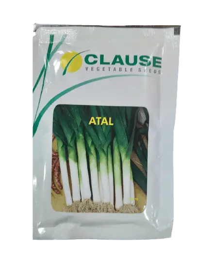 Atal Leek Spring Bunching Onion Seeds (Clause) 1