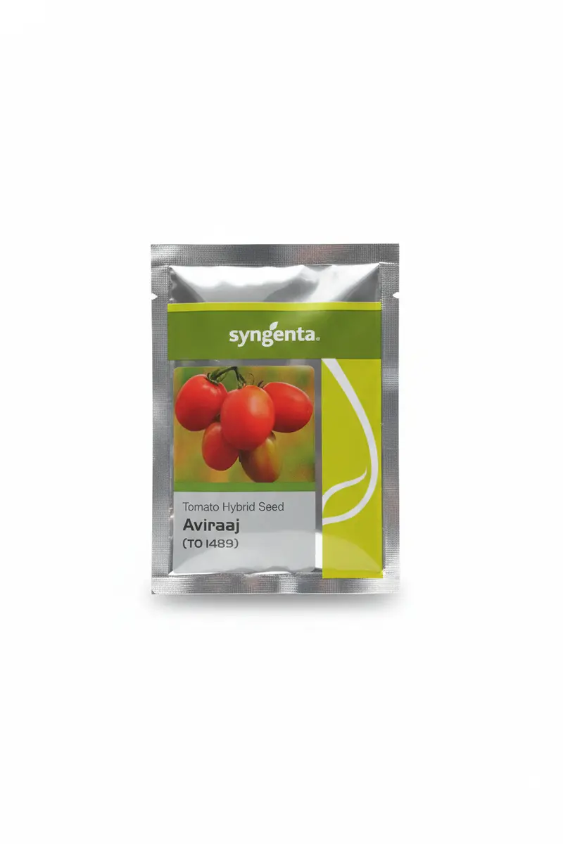 Aviraaj To-1489 F1 Tomato Seeds – Disease-Resistant Hybrid (Syngenta) 1
