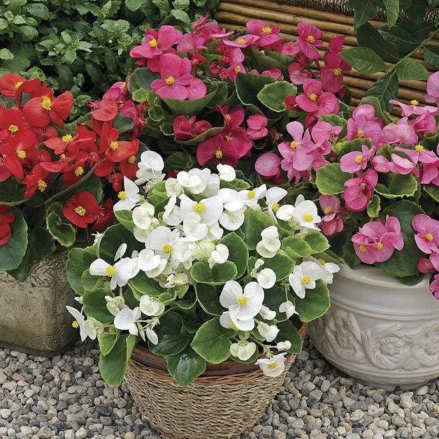 Bada Bing® Begonia Semperflorens Mix – Goldsmith/Sflowers 1