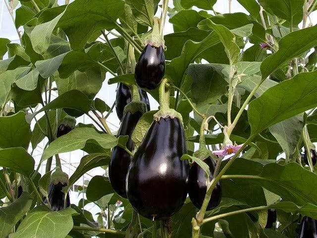 Bartok F1 Seedless Eggplant – Glossy, Tender-Fleshed Hybrid (Enza Zaden) 1