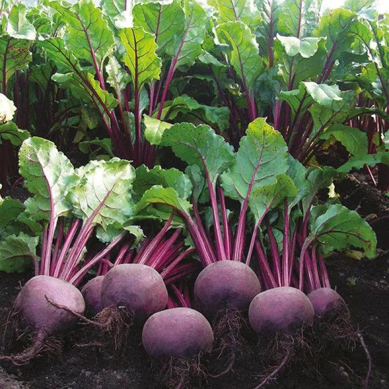 Beetroot F1 Hybrid Vegetable Seeds – Garden Festival Brand 1