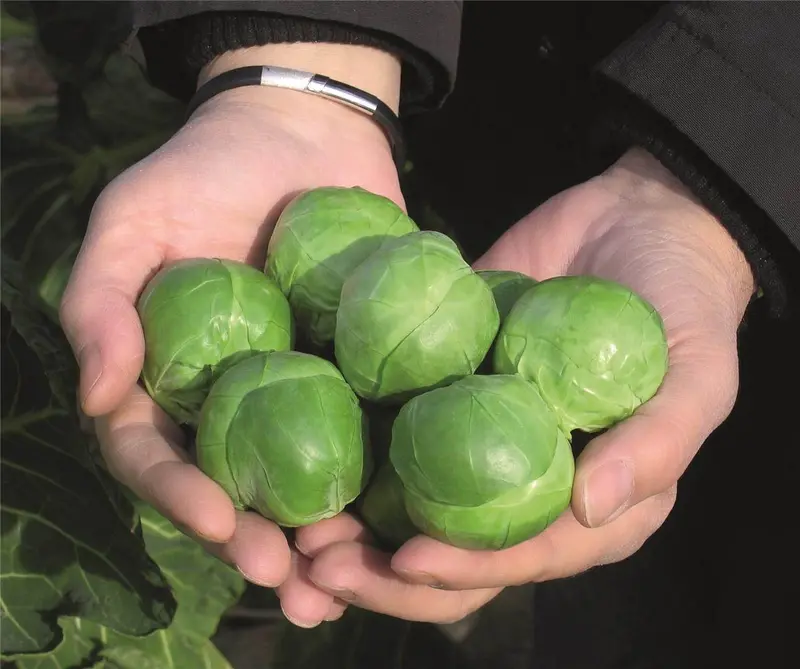 Bejo Franklin F1 Brussels Sprouts – Uniform Head Formation 1