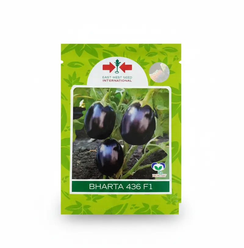 Bharta 436 Brinjal – Traditional Eggplant Variety With High Yield 1