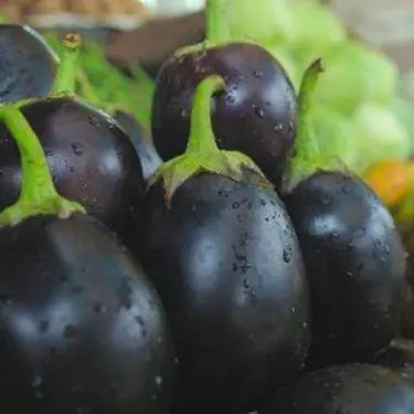 Bharta Baigan Hybrid Eggplant Seeds – Garden Festival Brand 1