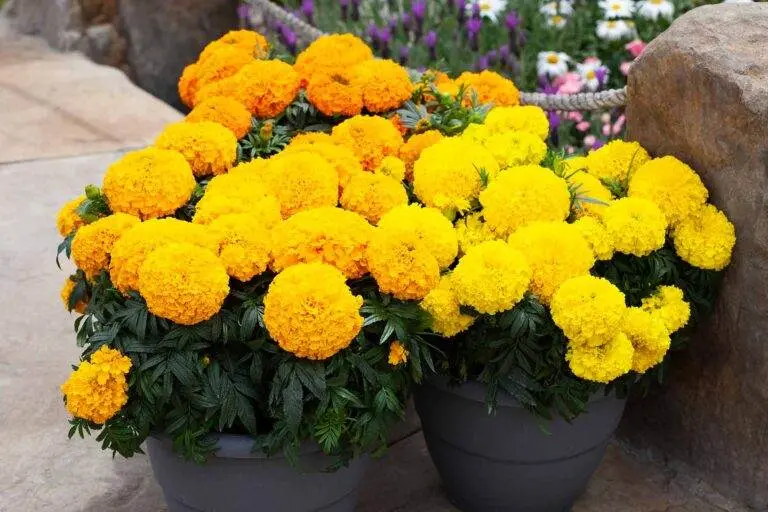 Big Top Dwarf African Marigold – Floranova F1 Blend 1
