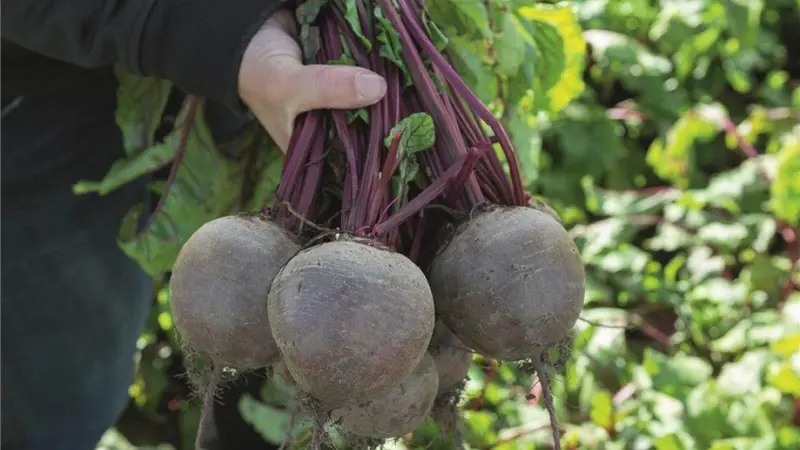 Bikores F1 Beetroot – Kalash Seeds Hybrid 1