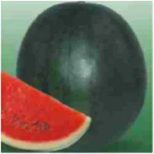 Black Magic Watermelon F1 Hybrid Seeds By Seminis 1