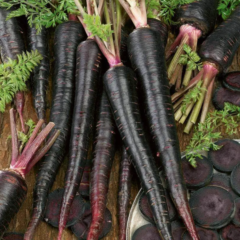 Black (Purple) Desi Long Carrot – Garden Festival Heirloom-Type Seeds 1