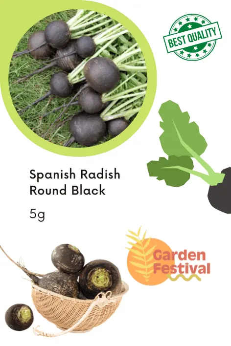 Black Spanish Radish Seeds – Round Root Type, Garden Festival 1