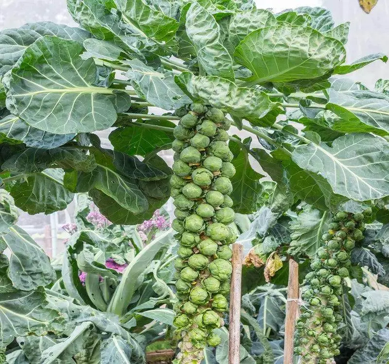 Brussels Sprout Seeds – Vitamin-Rich Mini-Cabbage Variety (Garden Festival) 1