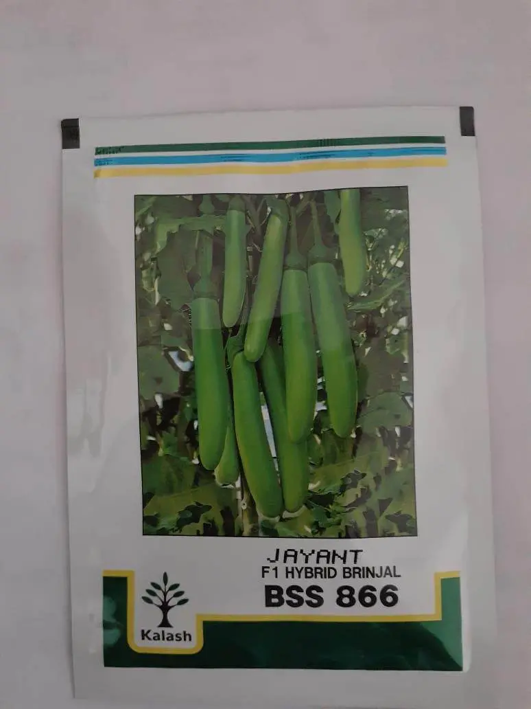 Bss-866 Jayant F1 Eggplant Seeds – Heat-Tolerant Hybrid (Kalash Seeds) 1