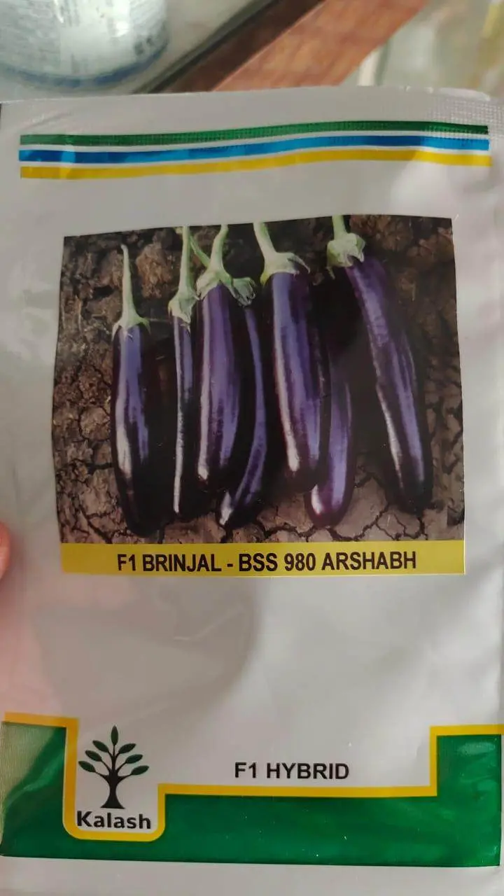 Bss-980 Arshabh F1 Eggplant Seeds – Dual-Purpose Hybrid (Kalash Seeds) 1