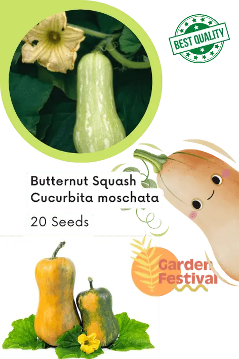 Butternut Squash F1 Hybrid Seeds – Garden Festival 1