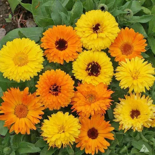 Calendula Costa Blend Flower Seeds – Floranova Heirloom-Style Mix 1