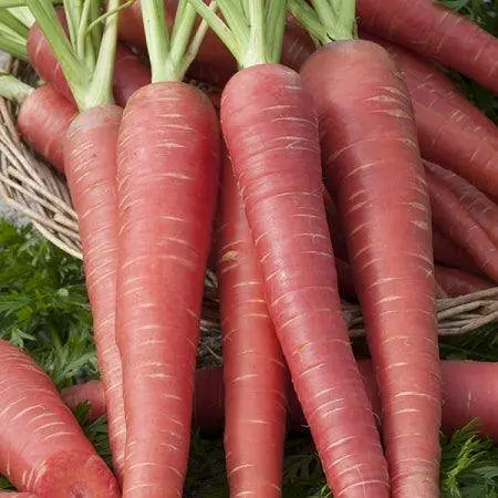 Carrot Red Long F1 Hybrid Seeds – Premium Garden Festival Variety 1