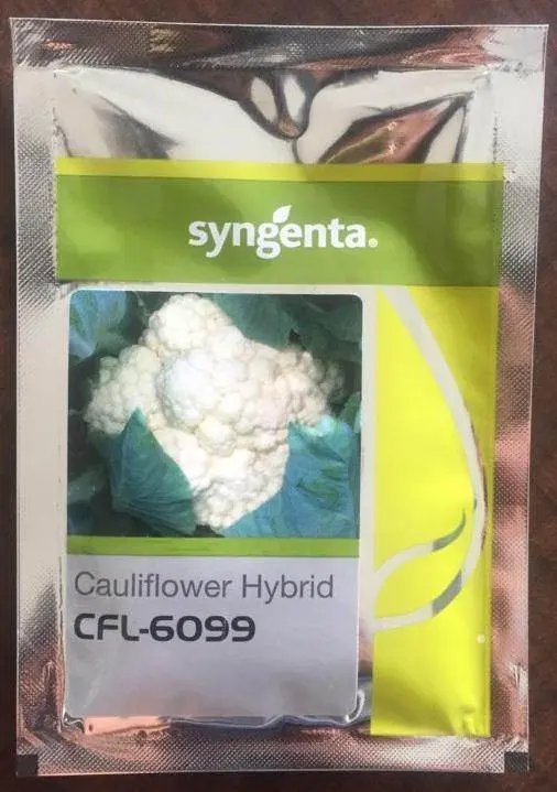 Cfl-6099 F1 Cauliflower – High-Density Curd, Market-Ready Hybrid (Syngenta) 1