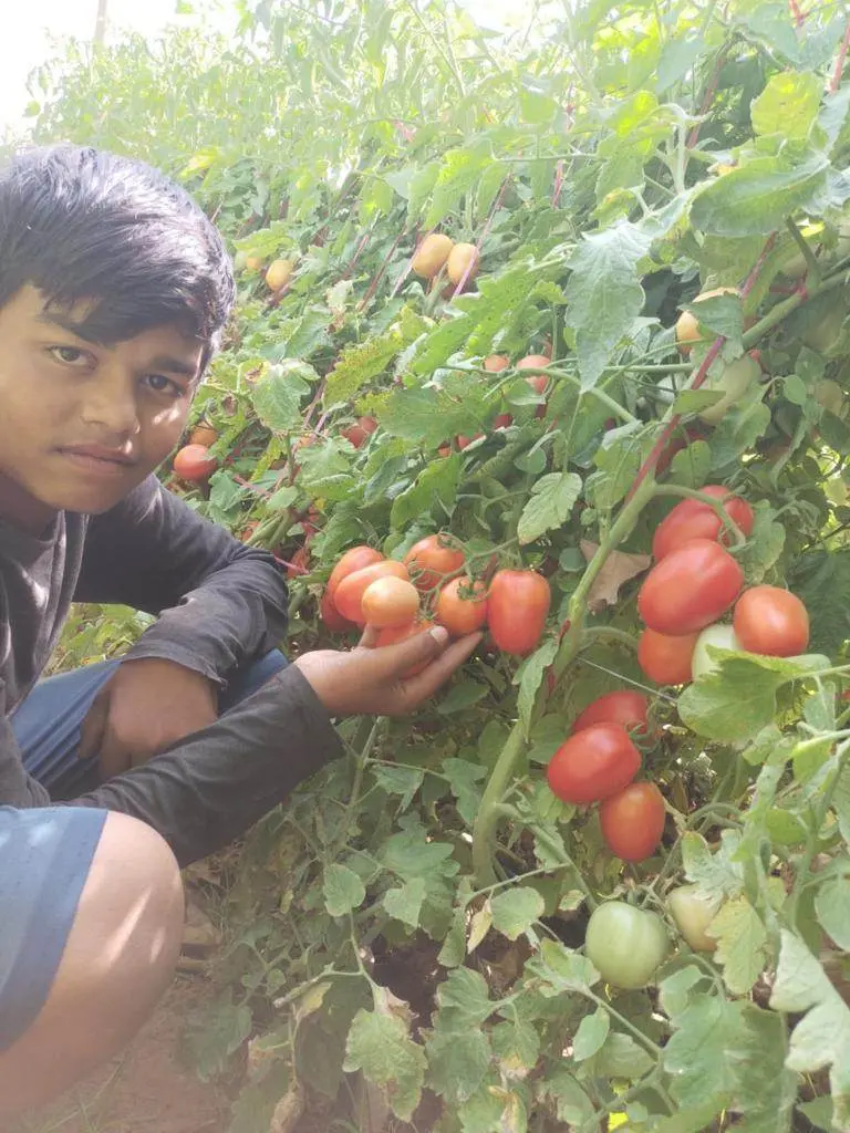 Champ 33 Tomato F1 Hybrid – Firm, Crack-Resistant, High-Yield (Basf Nunhems) 1