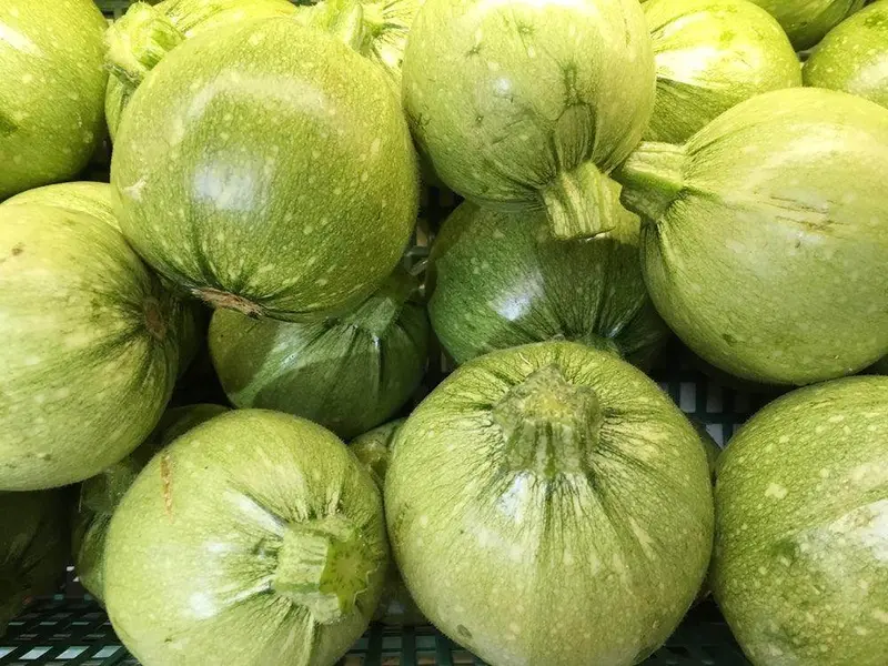 Chappan Kaddu F1 Hybrid Vegetable Seeds – Garden Festival Brand 1