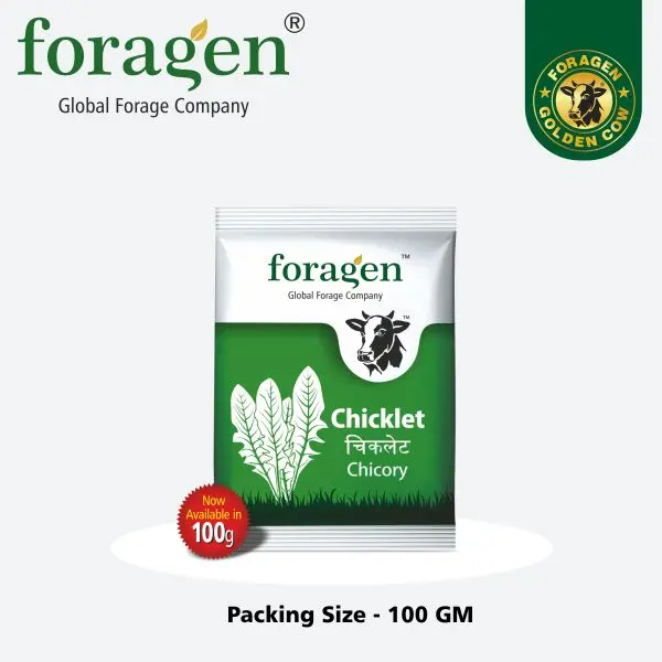 Chicory Chicklet Leafy Green Seeds (Foragen) 1
