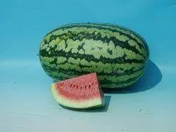 Chirag Hybrid Watermelon Seeds – Heat-Tolerant Variety, Known You 1