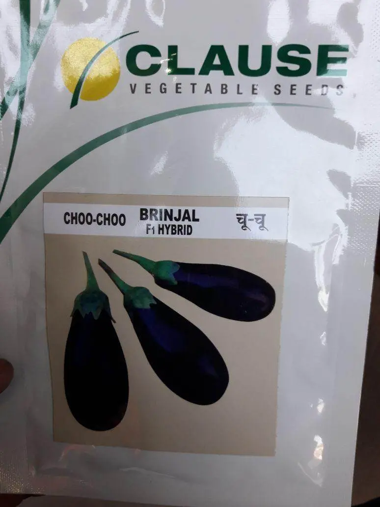 Choo Choo F1 Hybrid Brinjal Seeds – Compact, Early-Maturing Eggplant By Clause 1