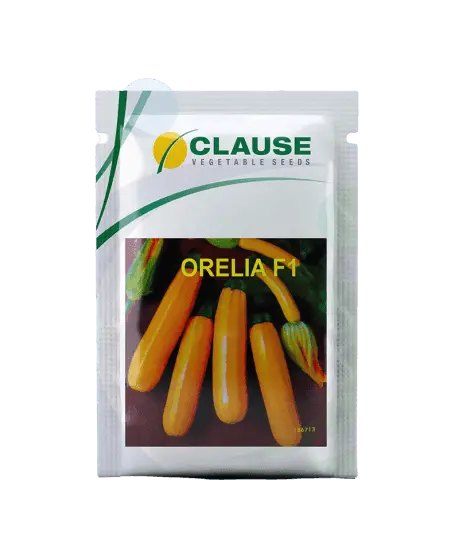 Clause Orelia F1 Squash Seeds 1