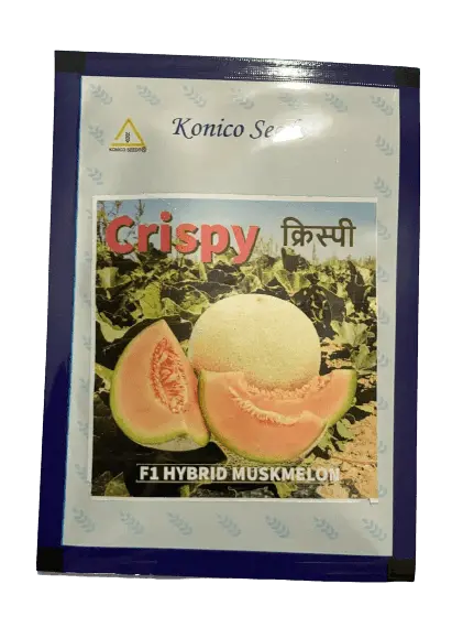 Crispy F1 Muskmelon Seeds – Konico Seeds 1