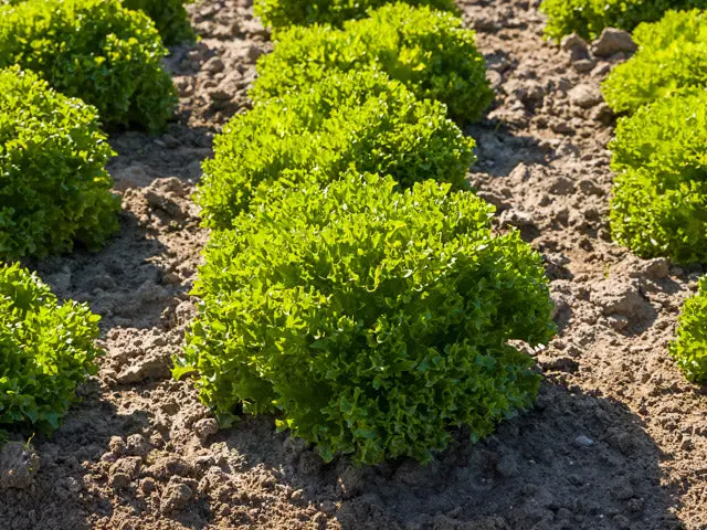 Cristabel Lettuce Seeds – Dark Green Butterhead Type (Enza Zaden) 1
