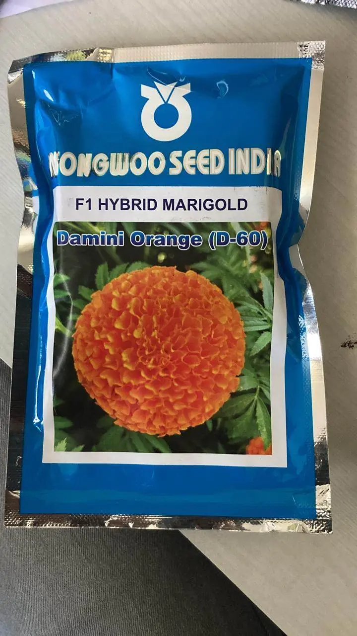 Damini D60 Orange Marigold – Vigorous F1 Hybrid (Nongwoo Seed India) 1