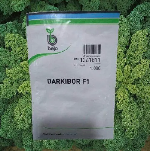Darkibor F1 Overwintering Kale Seeds – Bejo Cold-Tolerant Strain 1