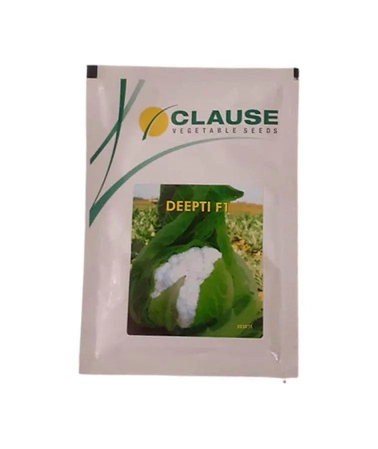 Deepti F1 Cauliflower Seeds – Clause Seeds Premium Hybrid 1