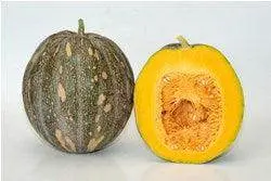 Deesha Winter Squash Seeds – Nutty, Dense Pumpkin-Type By Known You 1