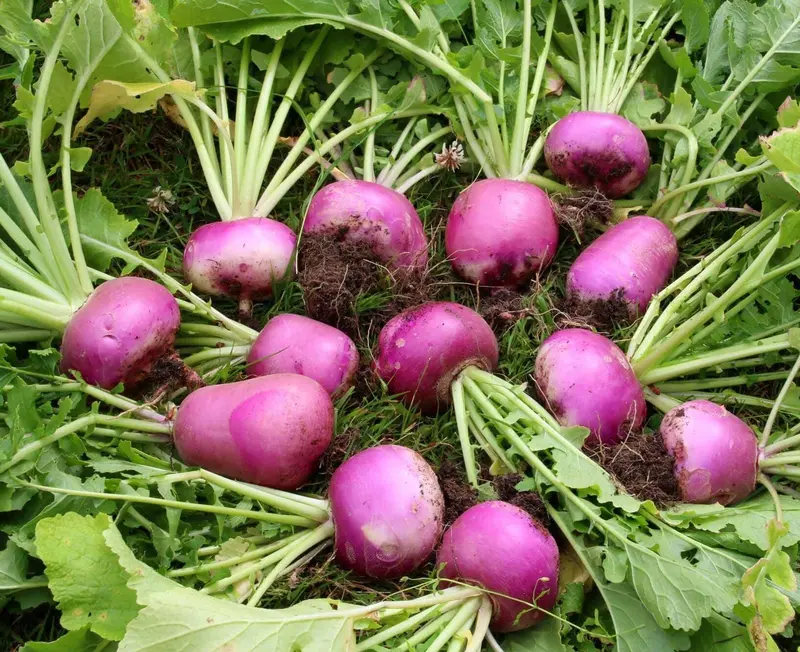 Desi Red Turnip Seeds – Heirloom Root Vegetable Variety (Garden Festival) 1