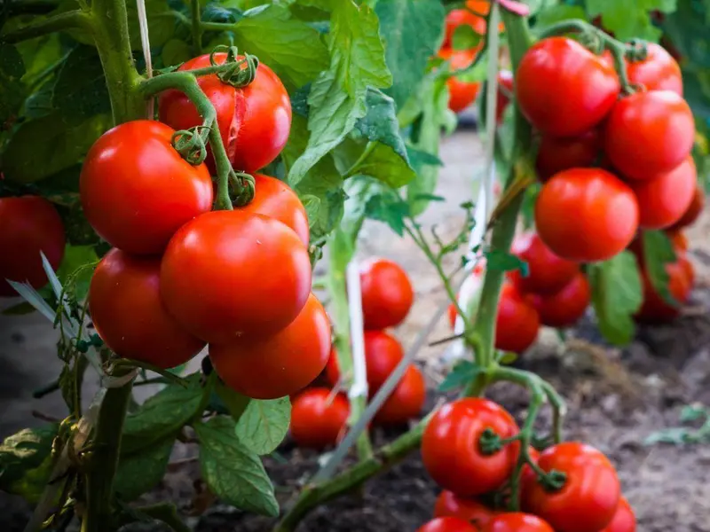 Determinate Tomato Hybrid Seeds – Bush-Type, Early Harvest 1