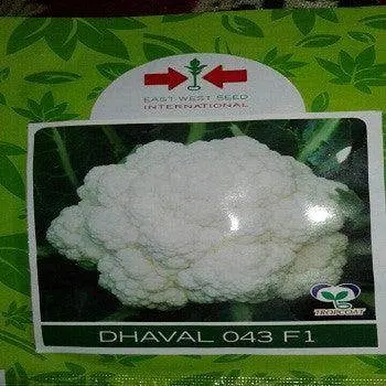 Dhaval 043 Cauliflower Seeds – East West Seeds 1